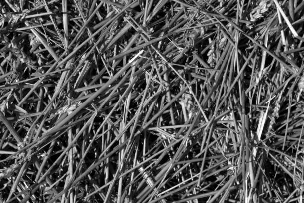 istock Black and white wheat straw pile texture. 857955026