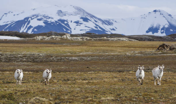 istock Wild Reindeer in the Arctic on Svalbard Norway 857955522