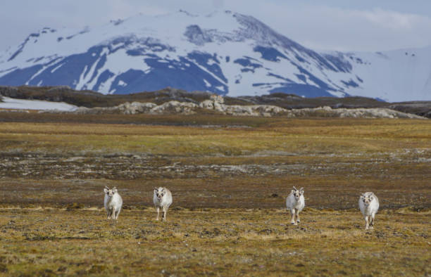 istock Wild Reindeer in the Arctic on Svalbard Norway 857955568