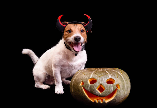 istock Happy smiling dog with devil horns and Halloween  pumpkin 857958028