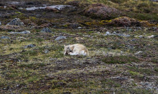 Wild Reindeer In The Arctic On Svalbard Norway Stock Photo - Download Image Now - Animal, Animal Hair, Antler - iStock Wild Reindeer In The Arctic On Svalbard Norway Stock Photo - Download Image Now - Animal, Animal Hair, Antler - iStock