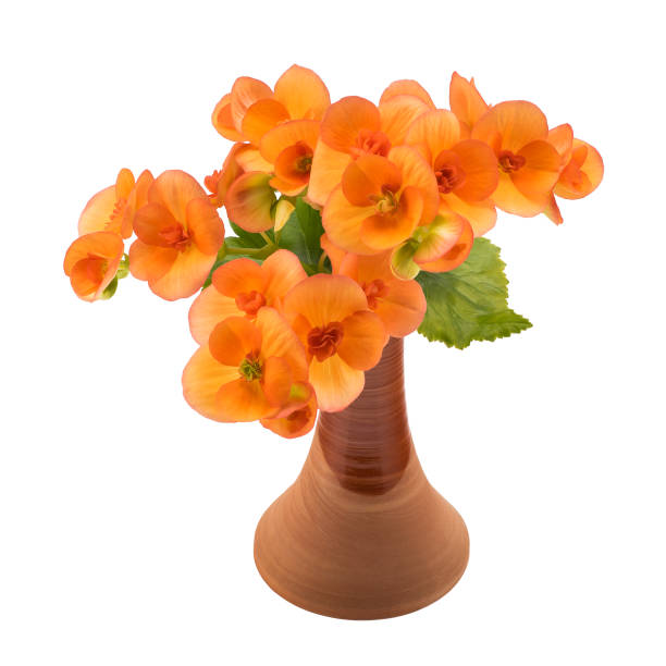 Orange flowers in vase isolated over white