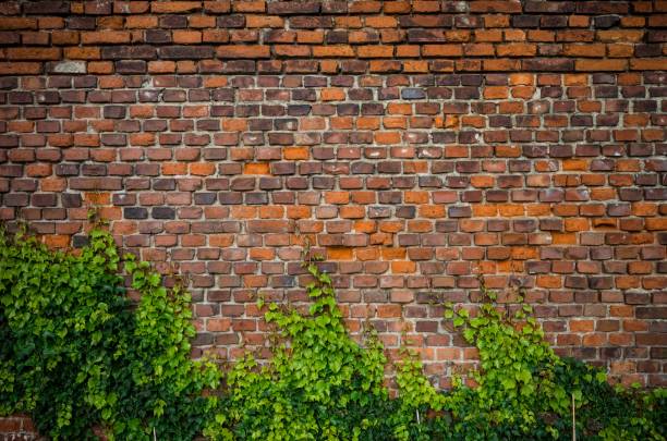 istock Vintage red brick wall background overgrown with ivy 857963078