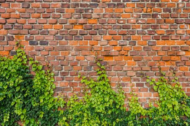 istock Vintage red brick wall background overgrown with ivy 857963088