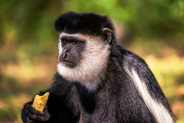 blanco y negro colobus monkey comiendo y viendo en elsamere, lago naivasha, kenia. - leaf monkey fotografías e imágenes de stock