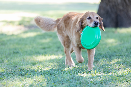 Large dog carries a plastic disc while playing in a dog park.