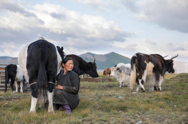 istock mongolian woman milking a cow 857965712