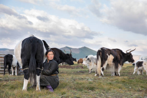 istock mongolian woman milking a cow 857965720