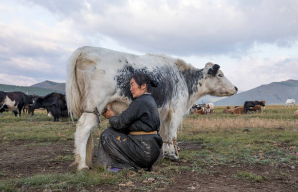 istock mongolian woman milking a cow 857965726