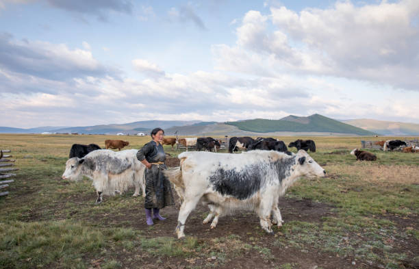 istock mongolian woman milking a cow 857965740