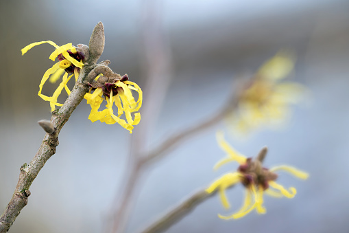 blooming witch hazel (hamamelis mollis), yellow winter flowers on the branches of the natural medicine plant, blue sky background, selective focus, very narrow depth of field