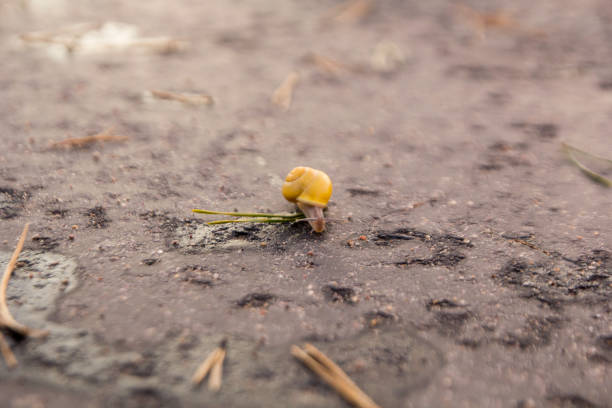 Yellow snail. On wet asphalt. Yellow snail shell. Creeping forward.