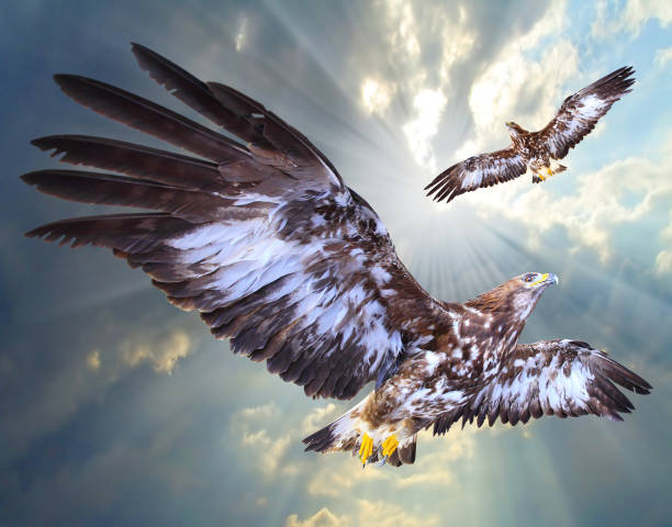 istock Two eagles soaring over airport. 857969660