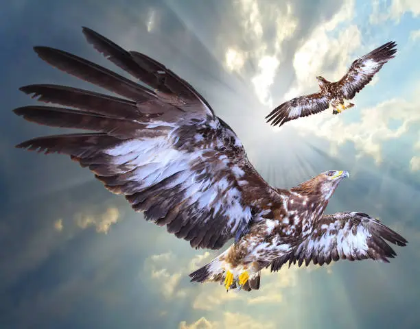 Photo of Two eagles soaring over airport.