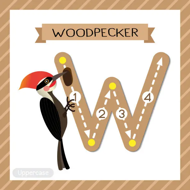 Vector illustration of Letter W uppercase tracing. Woodpecker bird
