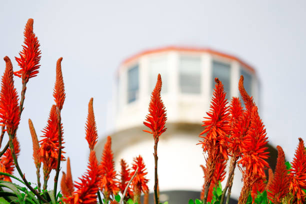 pétalos de polen de las plantas de aloe vera de flores al aire libre deja faro de naturaleza - cape point fotografías e imágenes de stock