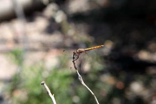 photography with blur of background of a dragonfly perched on a branch, in the field.