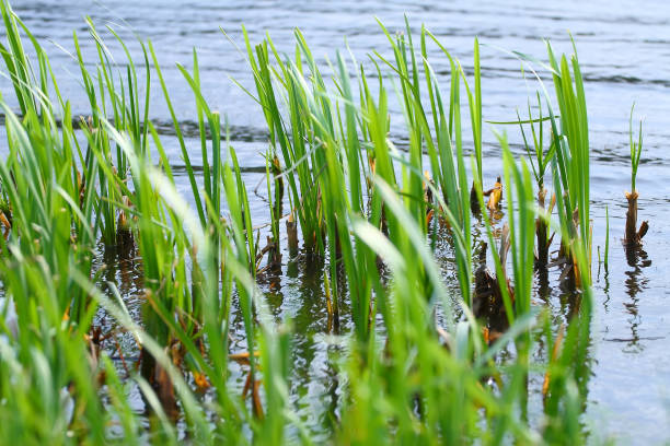 istock Reed, blue sky reflected in water swamp 857973326