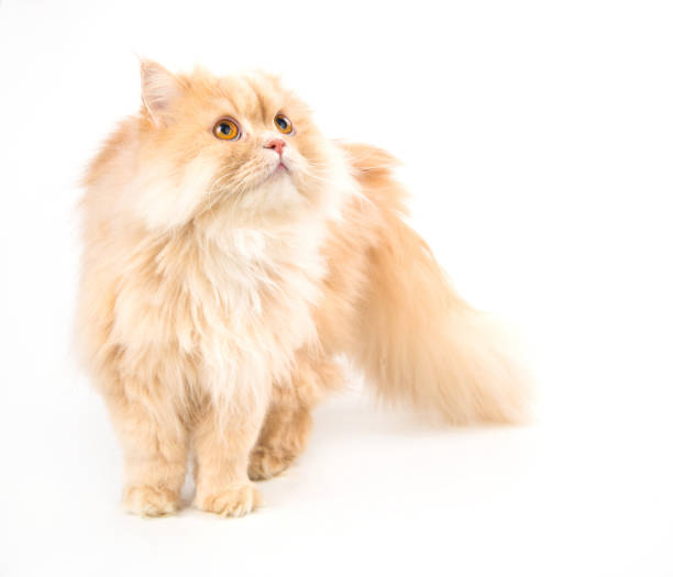 istock young persian cat isolated on white 857973608