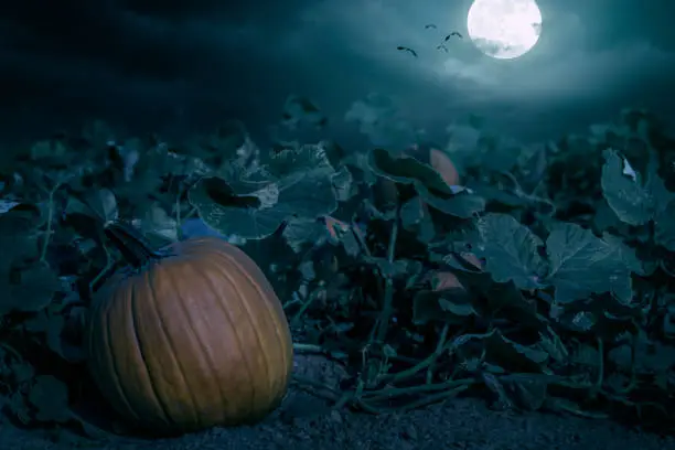 A Halloween pumpkin patch at night under a full moon with vampire bats in the night sky.
