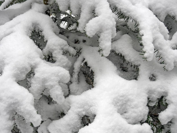 istock Branch of fir covered with snow 857977336