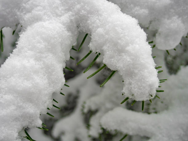 istock Branch of fir covered with snow 857977398