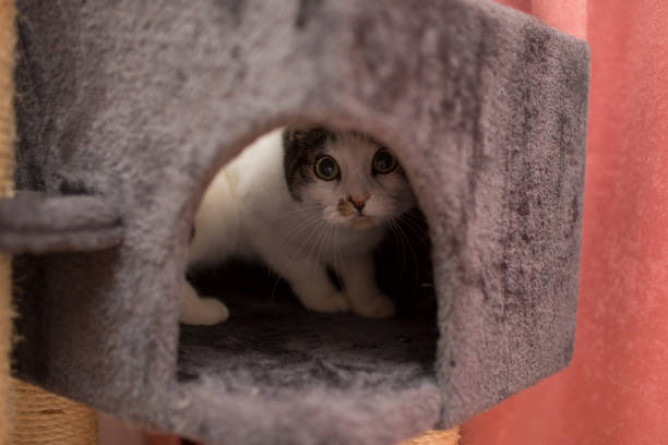 istock cat in the cat's tower 857977512