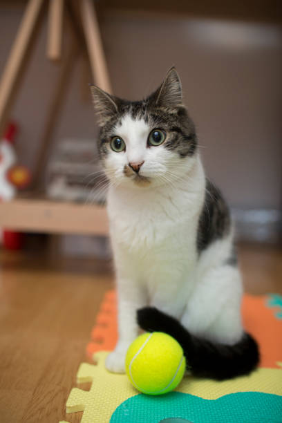 istock cat with tennis ball 857977616