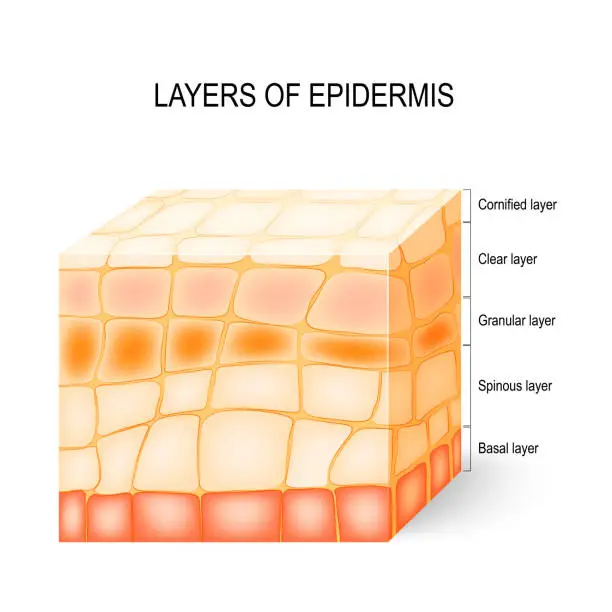 Vector illustration of Layers of epidermis