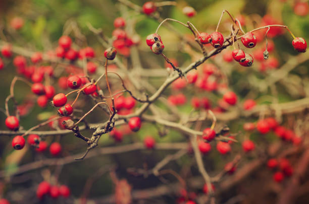 istock Hawthorn berries in nature 857981596