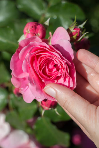 istock Hand holding a rose in a rose  garden 857985364