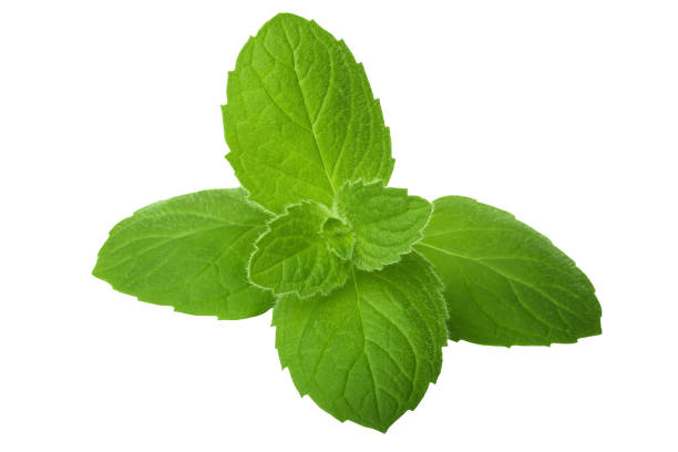 istock Peppermint, lemon balm isolated on a white background close-up 857985926