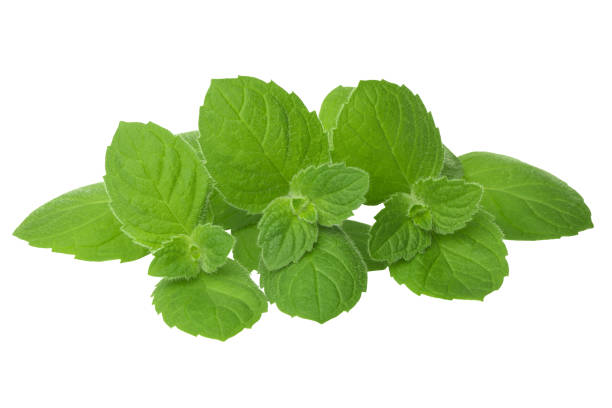 istock Peppermint, lemon balm isolated on a white background close-up 857985928