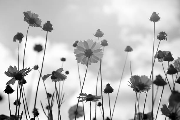 istock Black and white flowers of coreopsis 857988326
