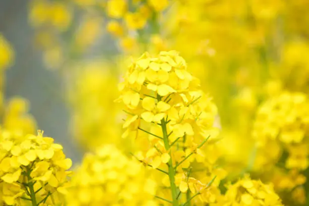 This picture of canola flowers is taken in Tokyo, Japan