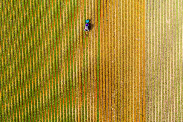 istock Tractor working on the tulip field 857993300