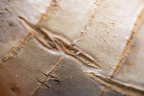 Close up of fresh ginger root spice