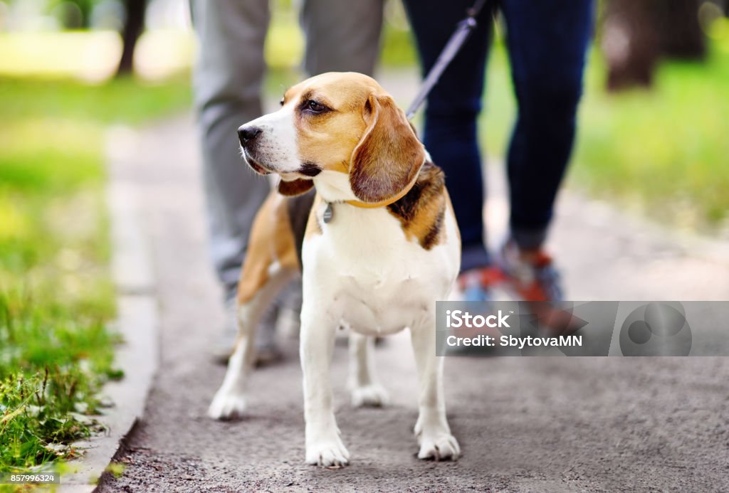 Couple walking with Beagle dog wearing in collar and leash in the summer park Young couple with Beagle dog wearing in collar and leash walking in the summer park. Family time Dog Stock Photo