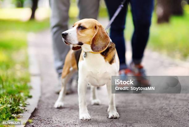 Couple Walking With Beagle Dog Wearing In Collar And Leash In The Summer Park Stock Photo - Download Image Now