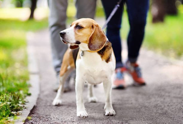 para spaceru z psem beagle sobie w kołnierzu i smyczy w letnim parku - action dog outdoors animal trainer zdjęcia i obrazy z banku zdjęć