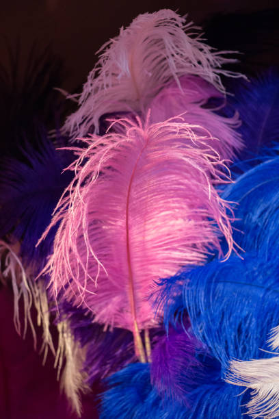 istock Beautiful bird feathers for decorative aims 857996758