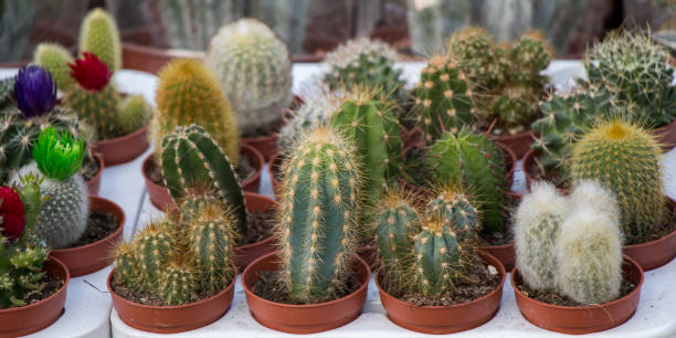 istock Little colorful cactus in the small pot 857996996
