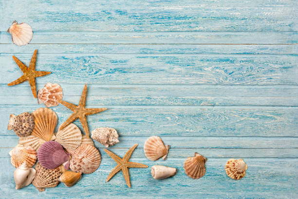 istock Summer sea background - shells, star on a wooden blue background 857999312
