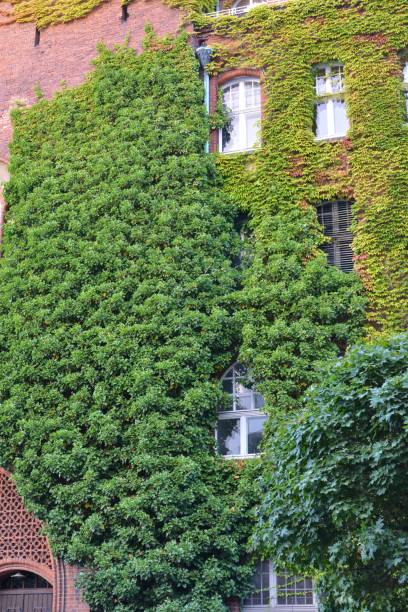istock House with Green Walls as Vertical Garden 858000204