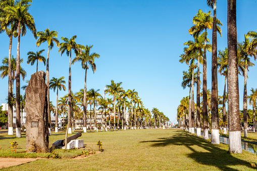 Aligned palm trees in the Independence Avenue of Tamatave (Toamasina), Madagascar