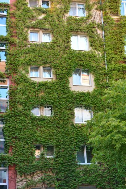 istock House with Green Walls as Vertical Garden 858003004