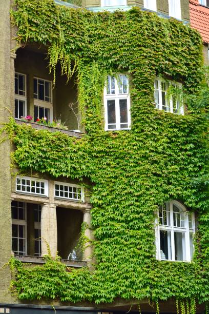 istock House with Green Walls as Vertical Garden 858003298