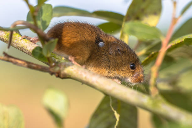 istock Eurasian Harvest mouse with Tick 858004098