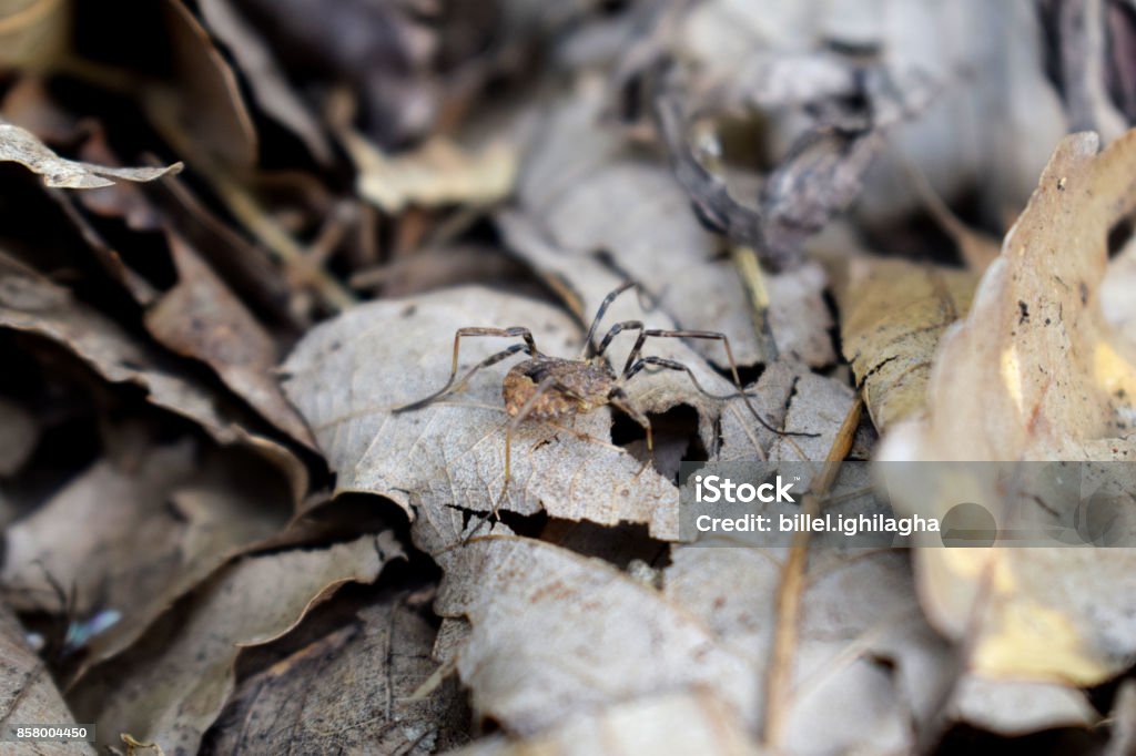 the hidden creature a camouflaged mountain spider on Akfadou Algeria Stock Photo