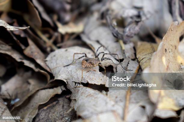 The Hidden Creature Stock Photo - Download Image Now - Algeria, Animal, Arachnid